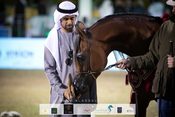 الفضة:ادميرال (اميرالد جبي x هنايا)  مربط عجمان – الإمارات.