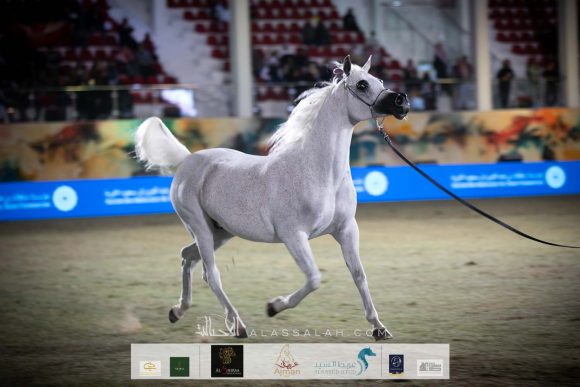 بيبيتا (اكستيرن x بيبيسزا) مربط أكمل – السعودية.