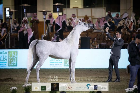 مليكة الملوك (مملوك x اصالة الهالة) مربط الخشاب – الكويت.