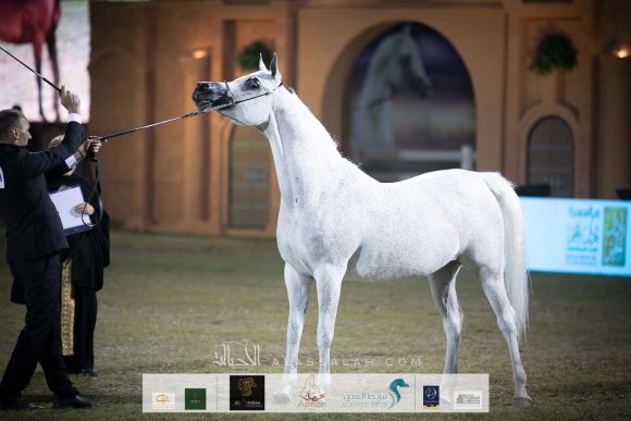 بيبيتا (اكستيرن x بيبيسزا) مربط أكمل – السعودية.