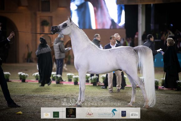 ورتكس كاليست (شنغهاي إي ايهx مروانة كاليست)  مربط جينفر دوهمبر – فرنسا.