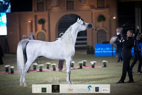 إي أس حرير (ع ح دينار x تي اف ماغنومس ماجيك) مربط الصقران- الكويت. 