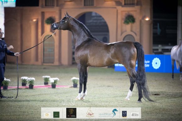 اكواتور (كيو ار مارك x اكليبتيكا) مربط المخلديات- السعودية. 