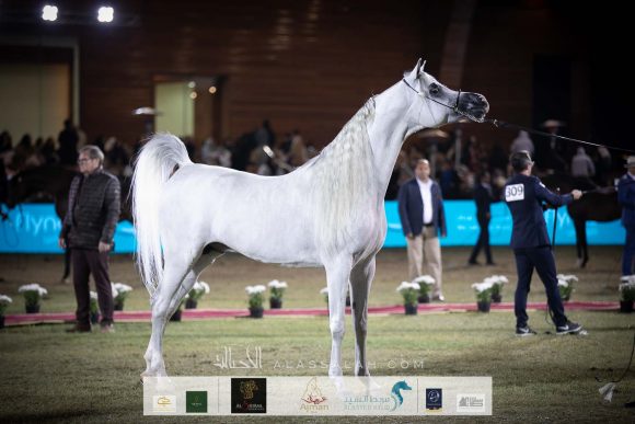 إي أس حرير (ع ح دينار x تي اف ماغنومس ماجيك) مربط الصقران- الكويت. 