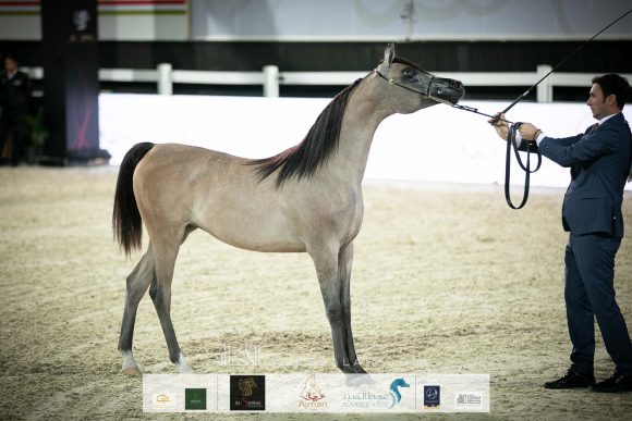 الأريام بنفسج (دومنيك ام x الاريام بسمة) إسطبلات الأريام.
