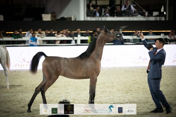 دي سيرين (دي سراج x دي راعفة) مربط دبي.
