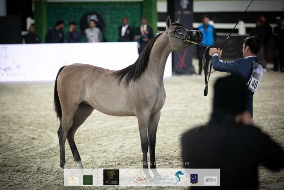الأريام بنفسج (دومنيك ام x الاريام بسمة) إسطبلات الأريام.
