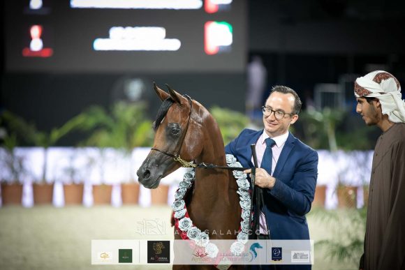 ورد البداير (دي سراج x جوري البداير) مربط البداير.
