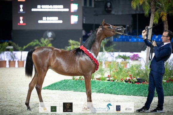 ورد البداير (دي سراج x جوري البداير) مربط البداير.
