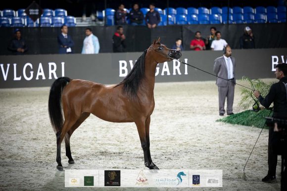 ع ج سماره (ع ج مردان x سما ايه ام) مربط عجمان.
