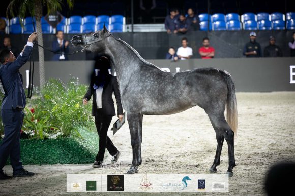 دي نواهل (اف ايه الرشيم x دي نور) مربط دبي.
