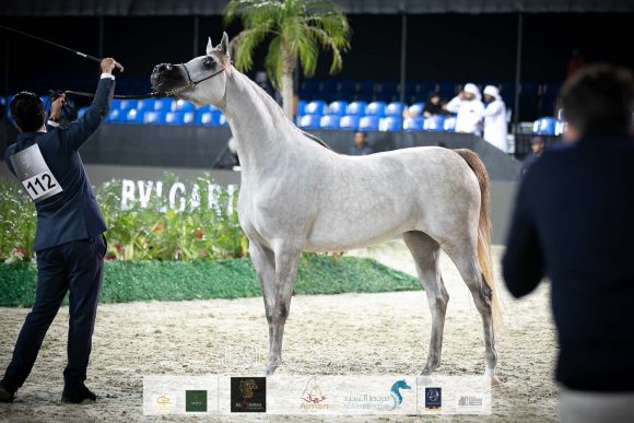 دي غرام (اف ايه الرشيم x اف تي شيلا) مربط دبي.
