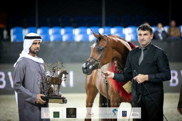 ع ج سماره (ع ج مردان x سما ايه ام) مربط عجمان.
