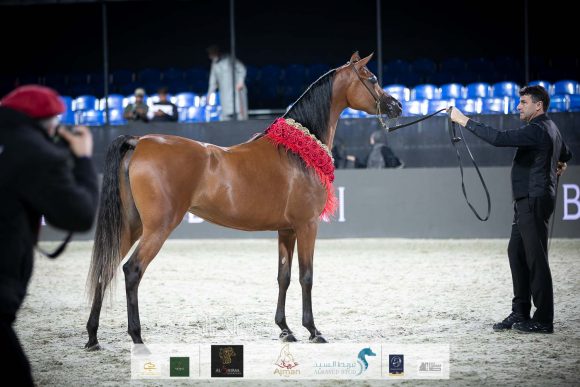 ع ج سماره (ع ج مردان x سما ايه ام) مربط عجمان.
