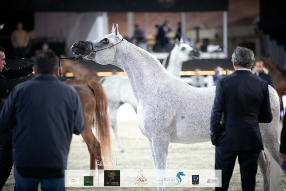 الأريام عبلا (مروان الشقب x اس اف حسانا) إسطبلات الأريام.
