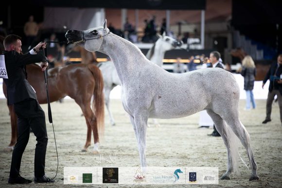 الأريام عبلا (مروان الشقب x اس اف حسانا) إسطبلات الأريام.
