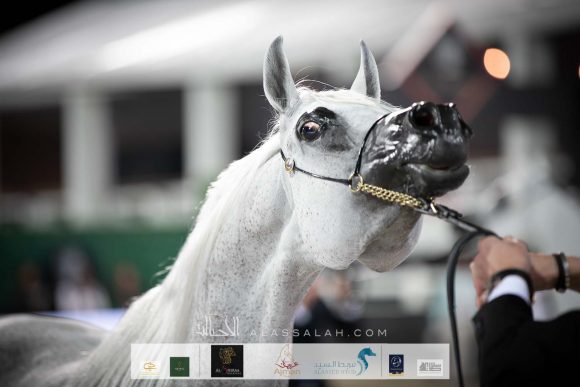 الأريام عبلا (مروان الشقب x اس اف حسانا) إسطبلات الأريام.
