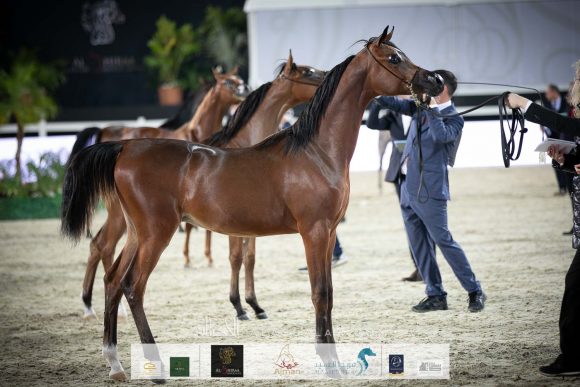 اكساجون او اس (سيكلون او اس x ستراستيا او اس) مربط اوستروف.