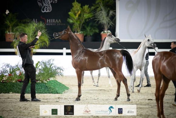 غالي الهواجر (دومنيك ام x غالية الهواجر) مربط الهواجر.
