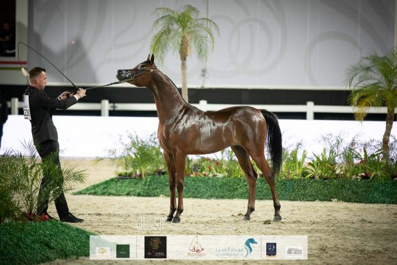 غالي الهواجر (دومنيك ام x غالية الهواجر) مربط الهواجر.
