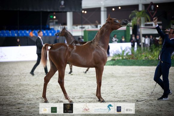 ارجوان البداير (ع ج مرزان x اليزندرا البداير) مربط البداير.