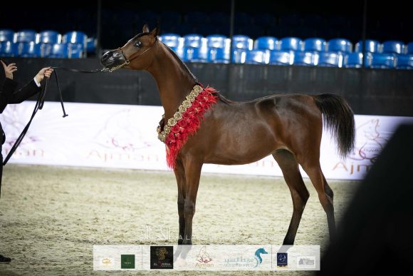 اكساجون او اس (سيكلون او اس x ستراستيا او اس) مربط اوستروف.
