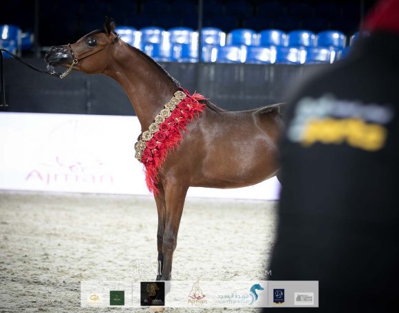 اكساجون او اس (سيكلون او اس x ستراستيا او اس) مربط اوستروف.
