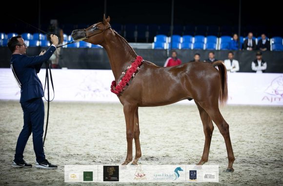 ارجوان البداير (ع ج مرزان x اليزندرا البداير) مربط البداير.
