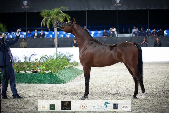 اس كيو شداد (اف ايه الرشيم x ع ج ليلاك) مربط عبدالله محمد خلف العتيبة.
