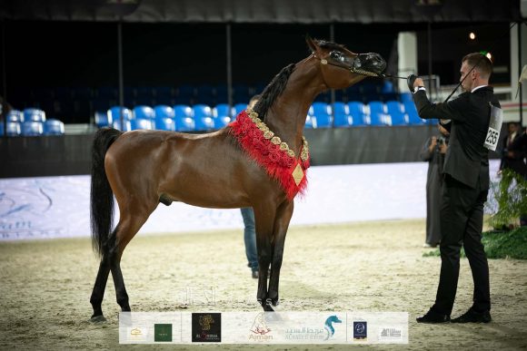 متباهي الهواجر (اف ايه الرشيم x زد تي مغرومي) مربط الهواجر.
