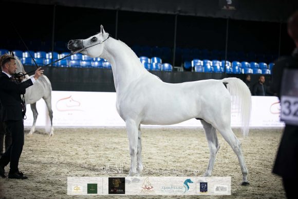 إي اس برنس (إي اس سراب x رغد الناصر) مربط الشيخ عبدالله بن ماجد القاسمي.
