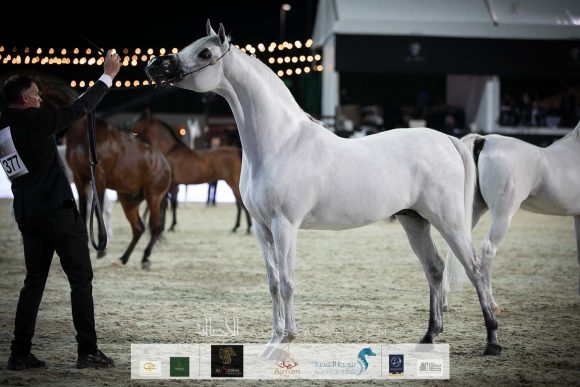 إي اس سراب (ميراج x ماجيستي) مربط الشيخ عبدالله بن ماجد القاسمي.
