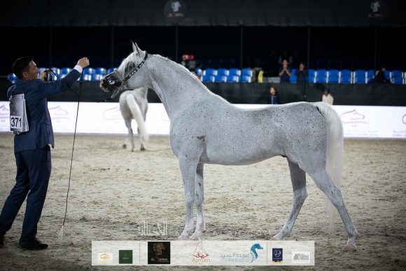 الأريام بارع (البلال x الأريام بلقيس) مربط الأريام.
