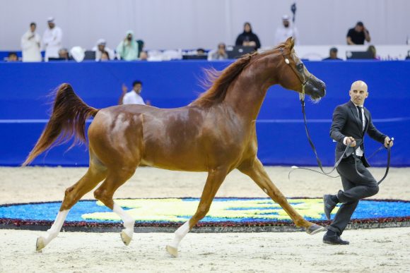 ايدن سي (انزوx سيلكن سابل) مربط السيد