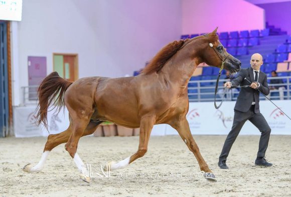 ايدن سي (انزو x سيلكن سابل) مربط السيد – السعودية.