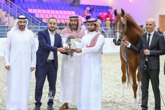 ايدن سي (انزو x سيلكن سابل) مربط السيد – السعودية.