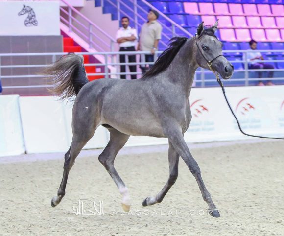 دي جورية (دي سراج x دي نوال) مربط دبي – الإمارات.