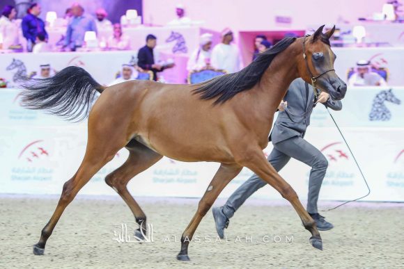 ام دي اس هند (اكساليبور أي ايه x أم دي شيخة) قصي عبيدالله – الإمارات.