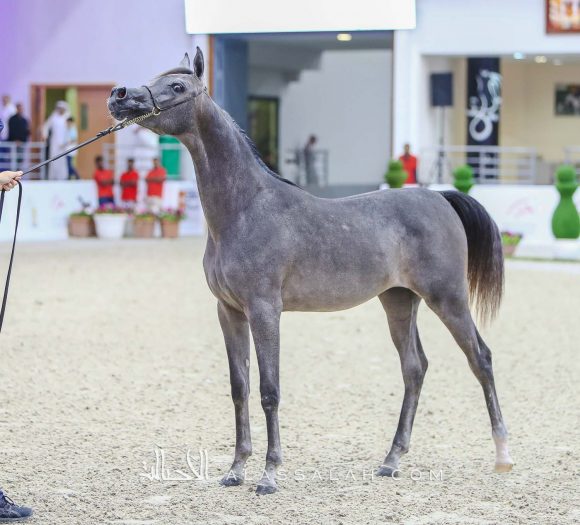 دي جورية (دي سراج x دي نوال) مربط دبي – الإمارات.