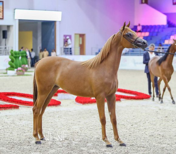 ع ج البراقة3 (ع ج مرزان x ع ج أصالة) مربط عجمان – الإمارات.