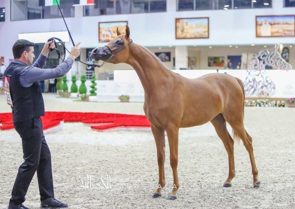 ع ج البراقة3 (ع ج مرزان x ع ج أصالة) مربط عجمان – الإمارات.