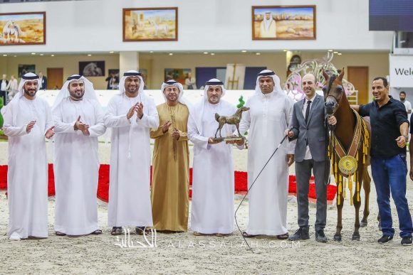 ام دي اس هند (اكساليبور أي ايه x أم دي شيخة) قصي عبيدالله – الإمارات.