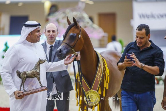 ام دي اس هند (اكساليبور أي ايه x أم دي شيخة) قصي عبيدالله – الإمارات.