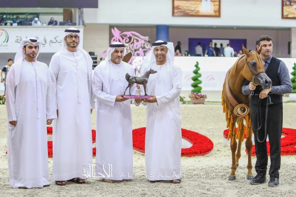 ع ج البراقة3 (ع ج مرزان x ع ج أصالة) مربط عجمان – الإمارات.