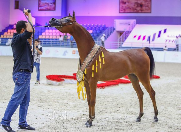 ام دي اس هند (اكساليبور أي ايه x أم دي شيخة) قصي عبيدالله – الإمارات.