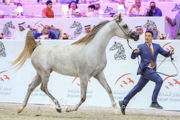 دي غرام (اف ايه الرشيم x اف تي شيلا) مربط دبي – الإمارات.