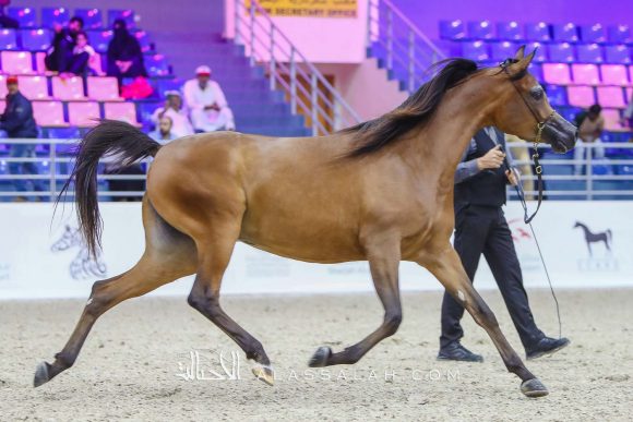 أرسينا او اس (ع ج مرزان x ماريسي او اس) مربط عجمان – الإمارات.