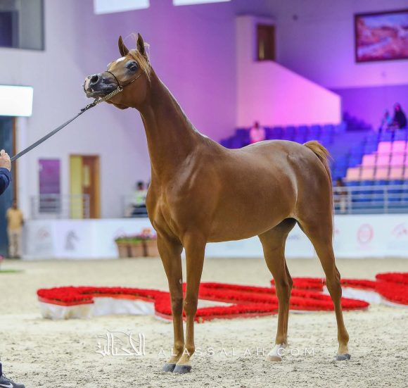 جميلة البداير (اف ايه الرشيم x ديجونام او اس) مربط البداير – الإمارات.