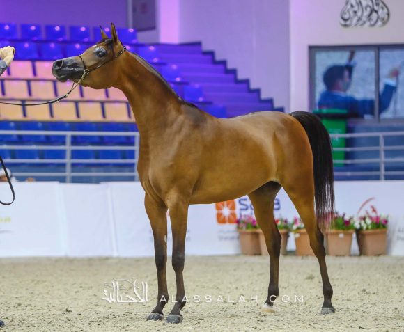 أرسينا او اس (ع ج مرزان x ماريسي او اس) مربط عجمان – الإمارات.