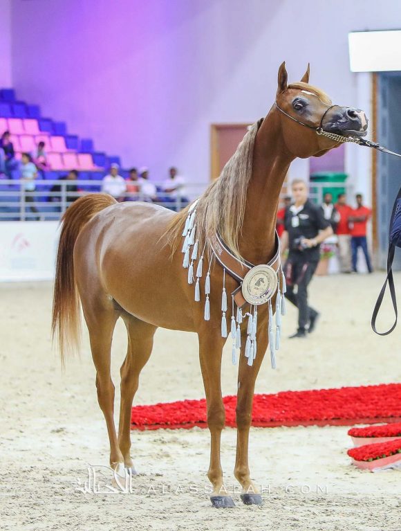 جميلة البداير (اف ايه الرشيم x ديجونام او اس) مربط البداير – الإمارات.